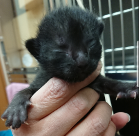 子猫の育て方の不安を解決 生まれたて 生後30日以内徹底ガイド 毎日のほほんねこ日和