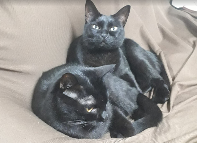 黒猫の性格ってメスとオスの違いってあるの 黒猫飼いが語る魅力とは 毎日のほほんねこ日和